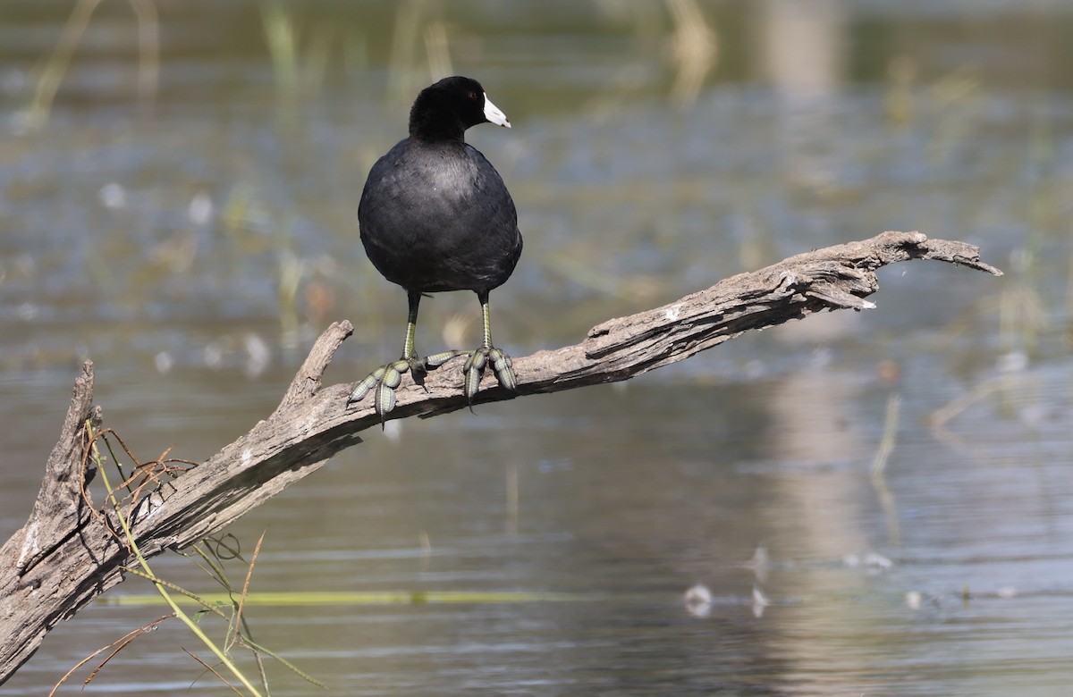 אגמית אמריקנית - ML644916145