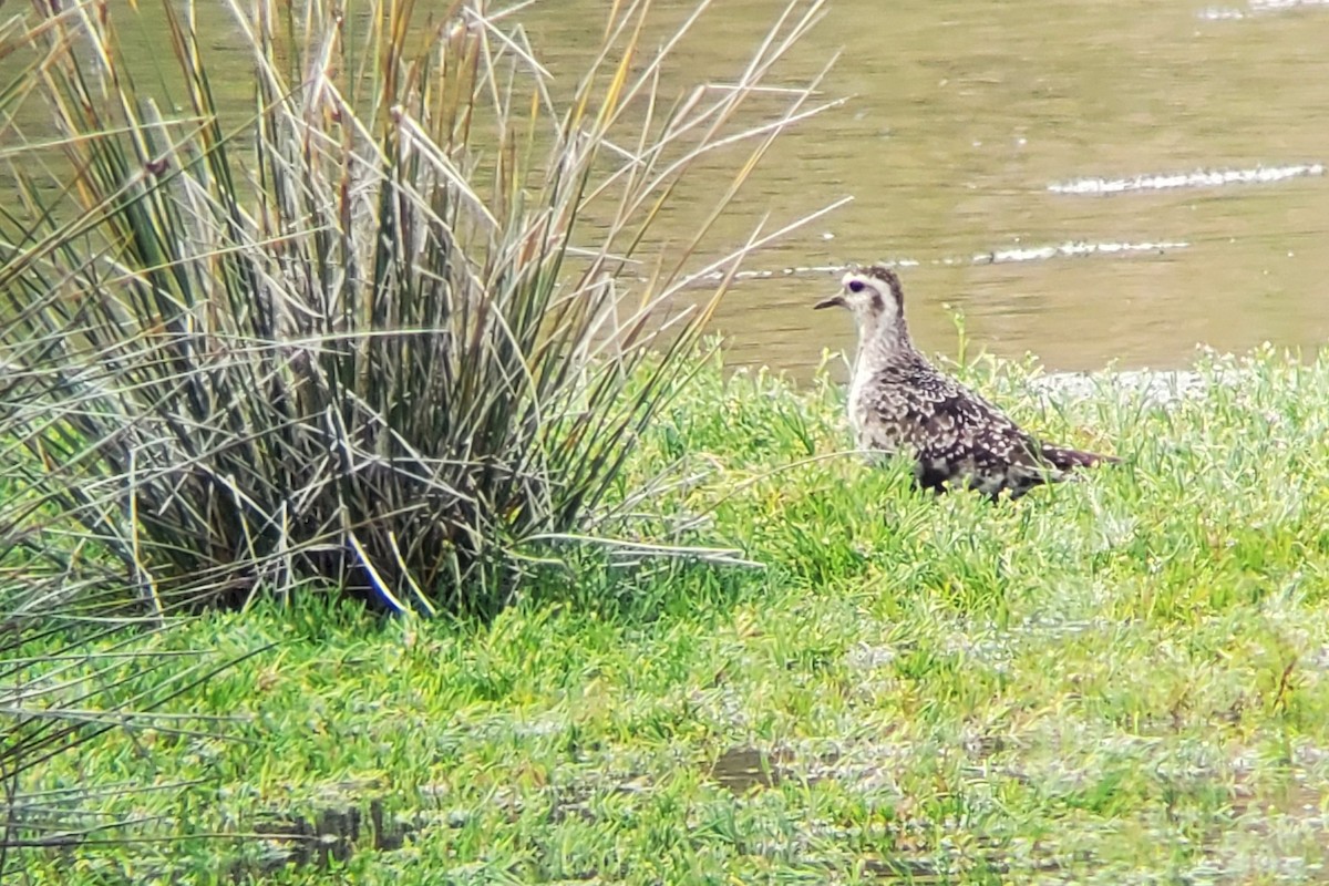 American Golden-Plover - ML644916164