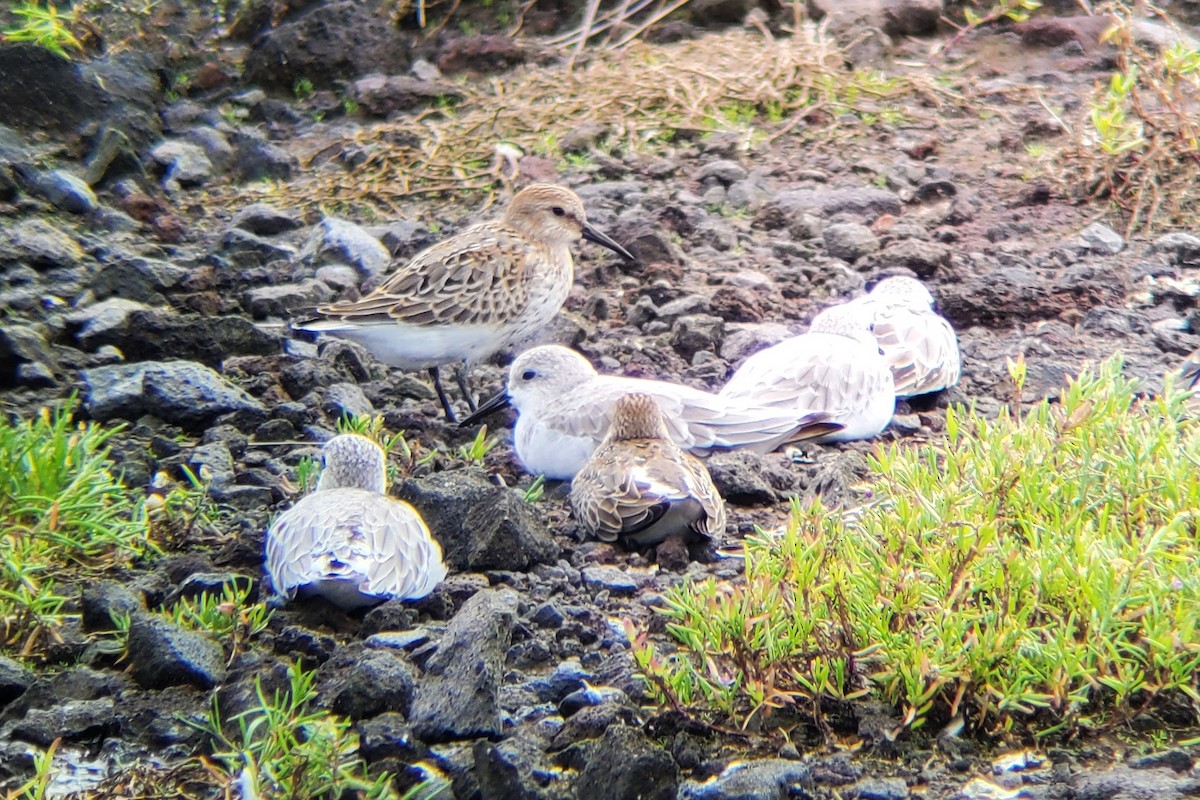 Dunlin - ML644916197