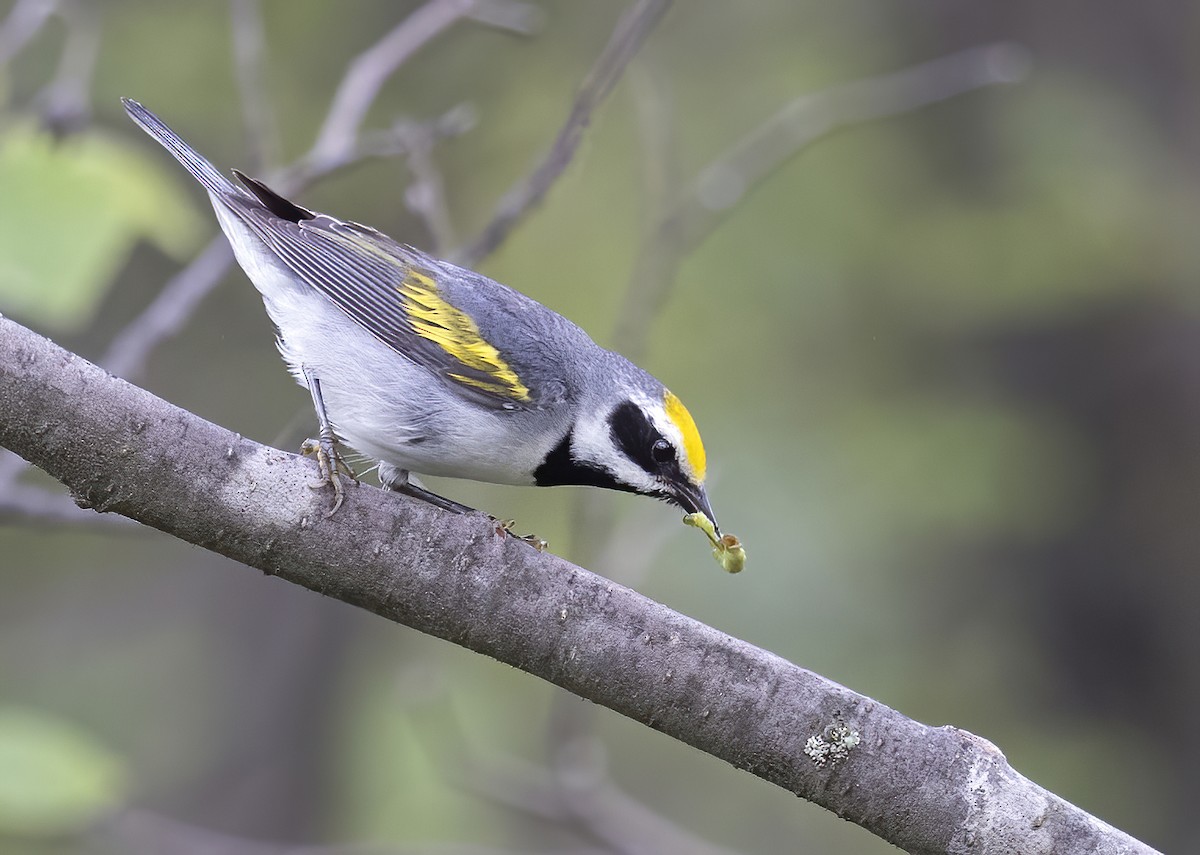 キンバネアメリカムシクイ - ML644916210