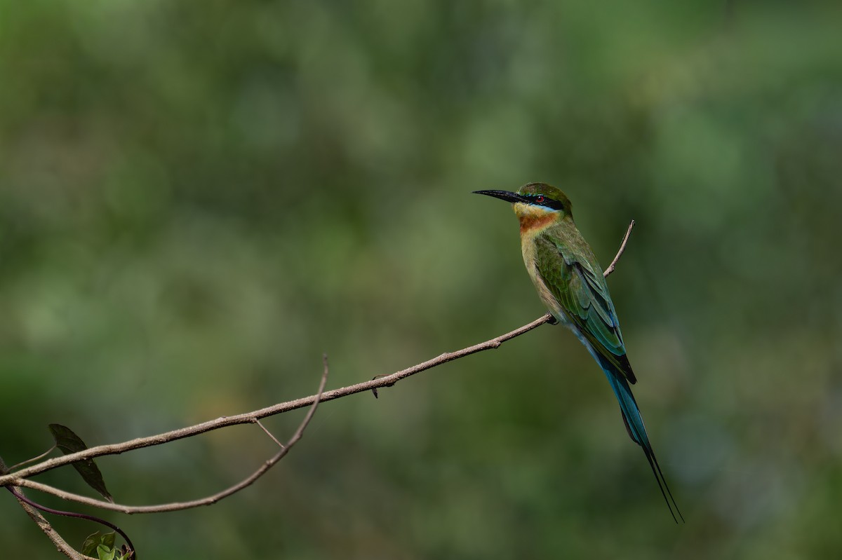 Blue-tailed Bee-eater - ML644916212