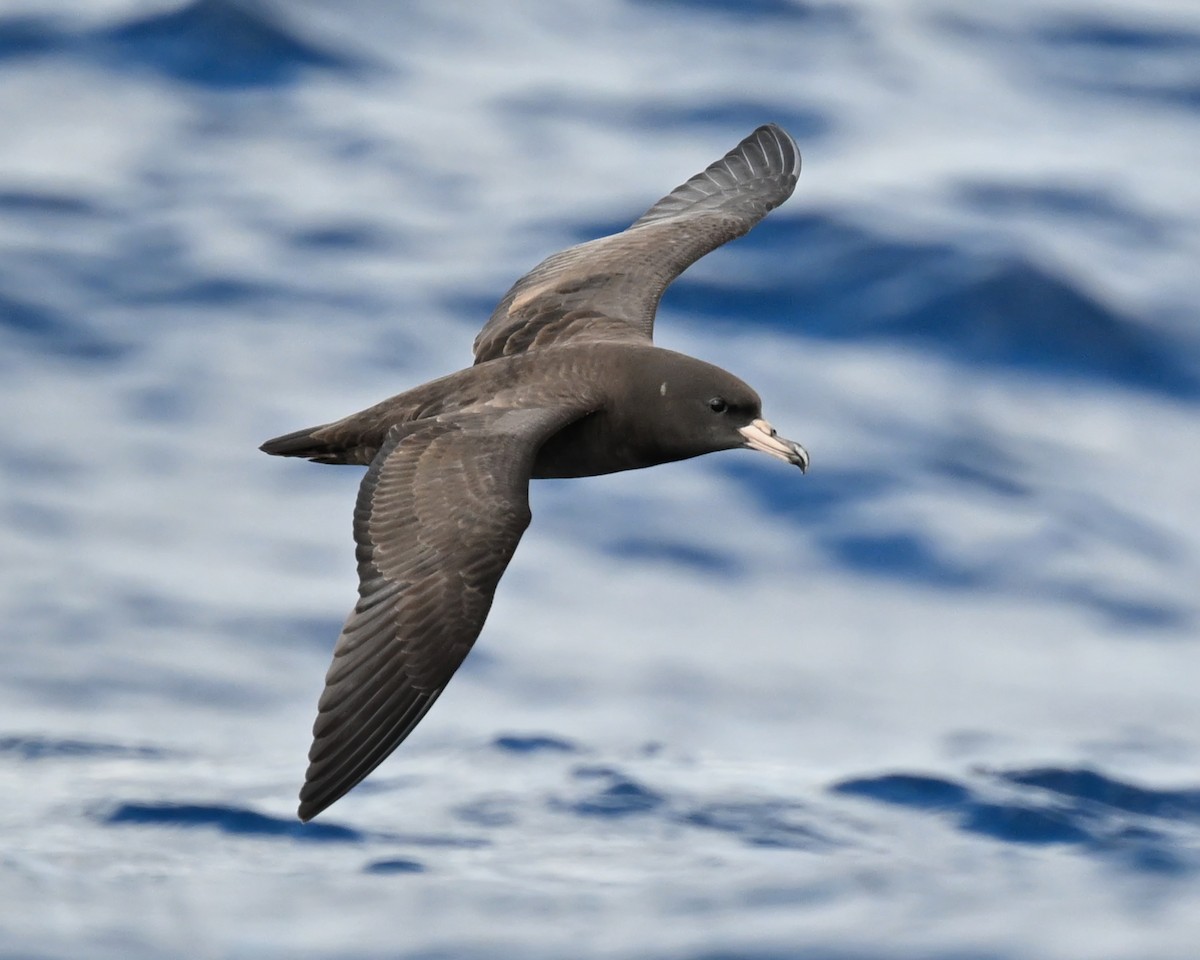 Flesh-footed Shearwater - ML644916216