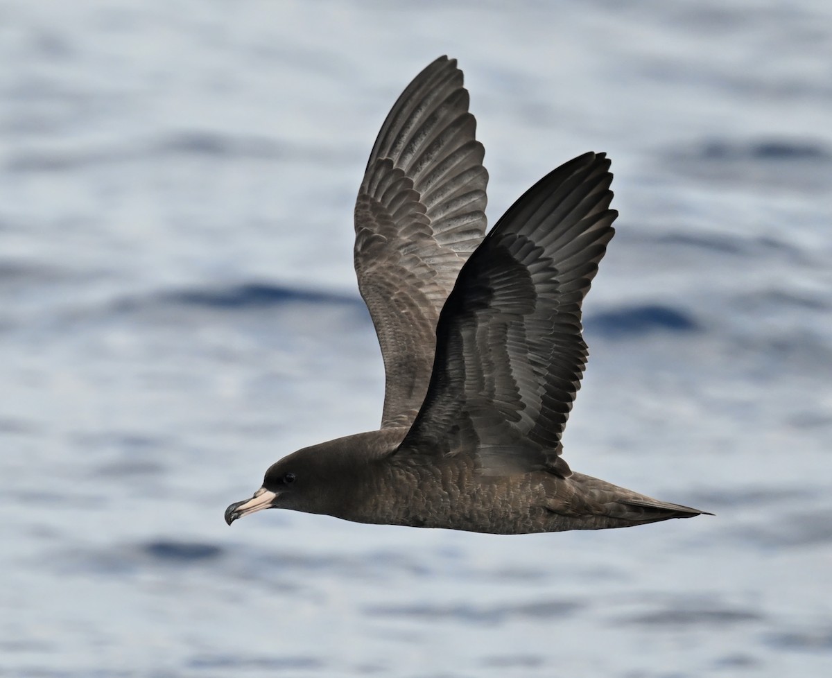 Flesh-footed Shearwater - ML644916217