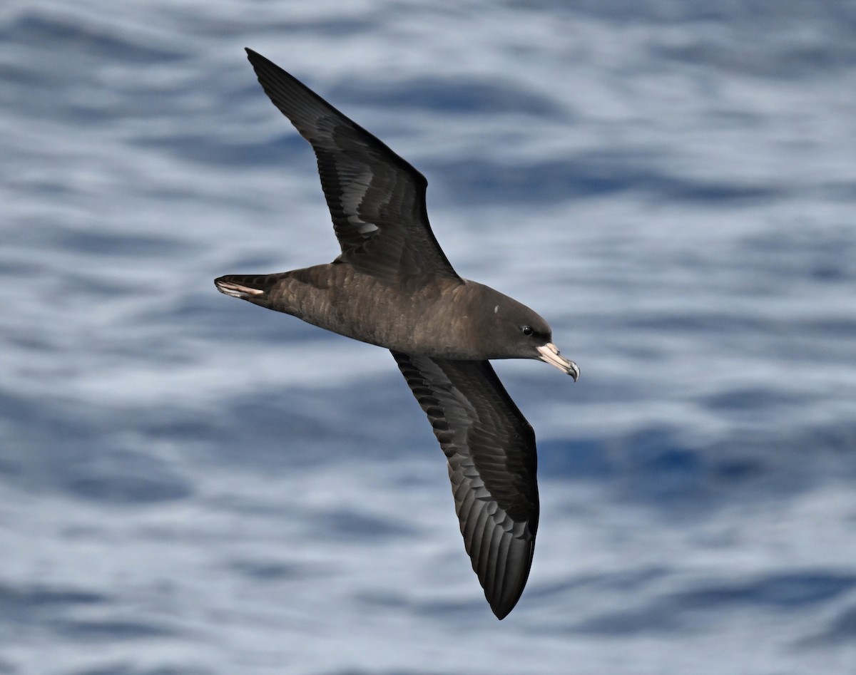 Flesh-footed Shearwater - ML644916218
