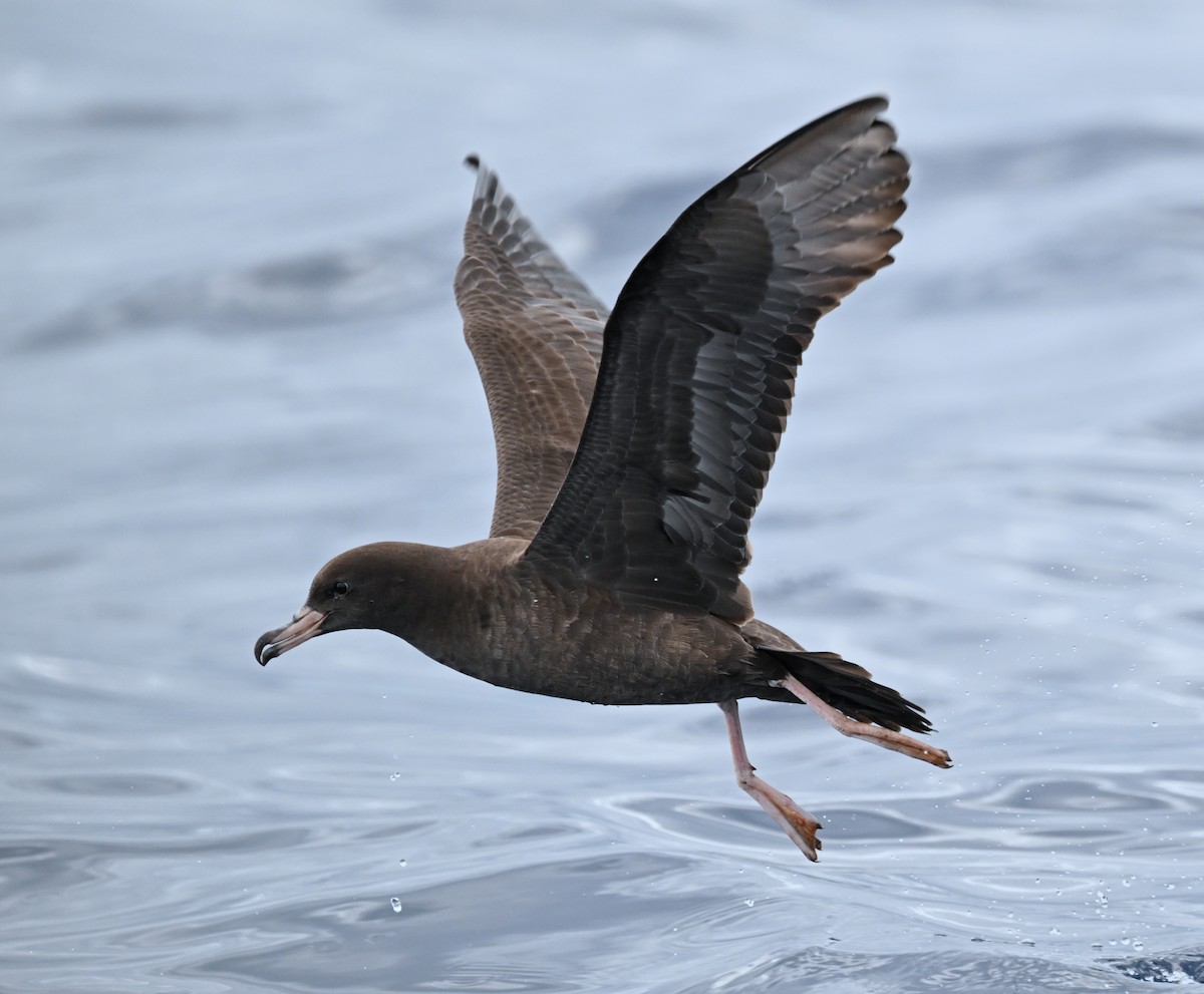 Flesh-footed Shearwater - ML644916219
