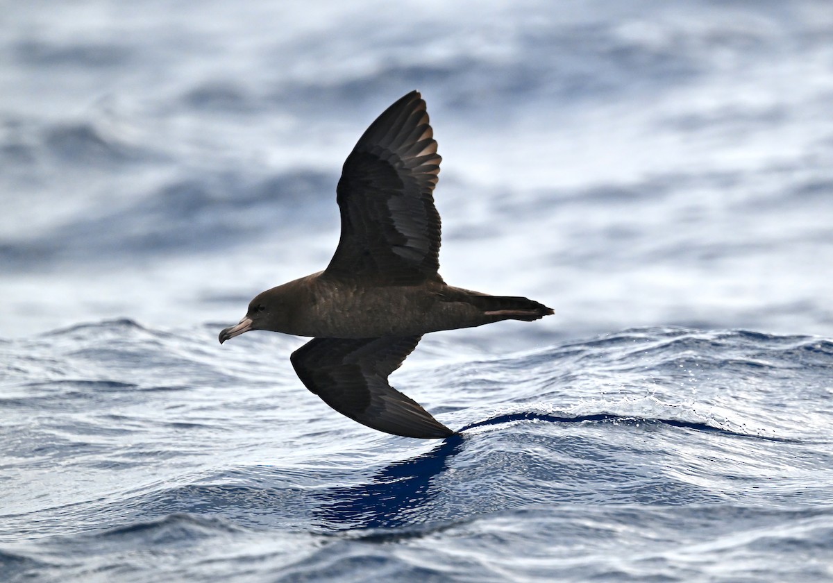 Flesh-footed Shearwater - ML644916220