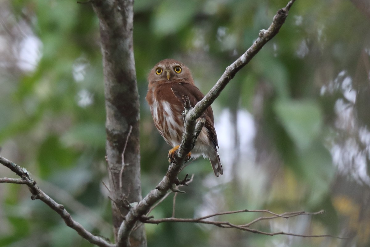 Kleinstzwergkauz - ML644916237