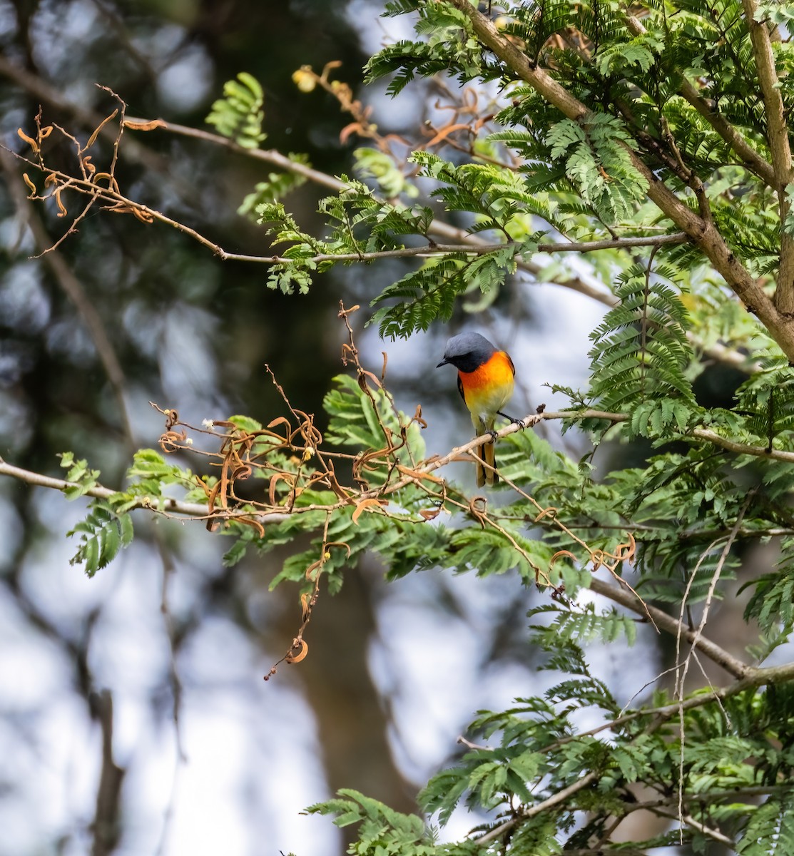 Zwergmennigvogel - ML644916241