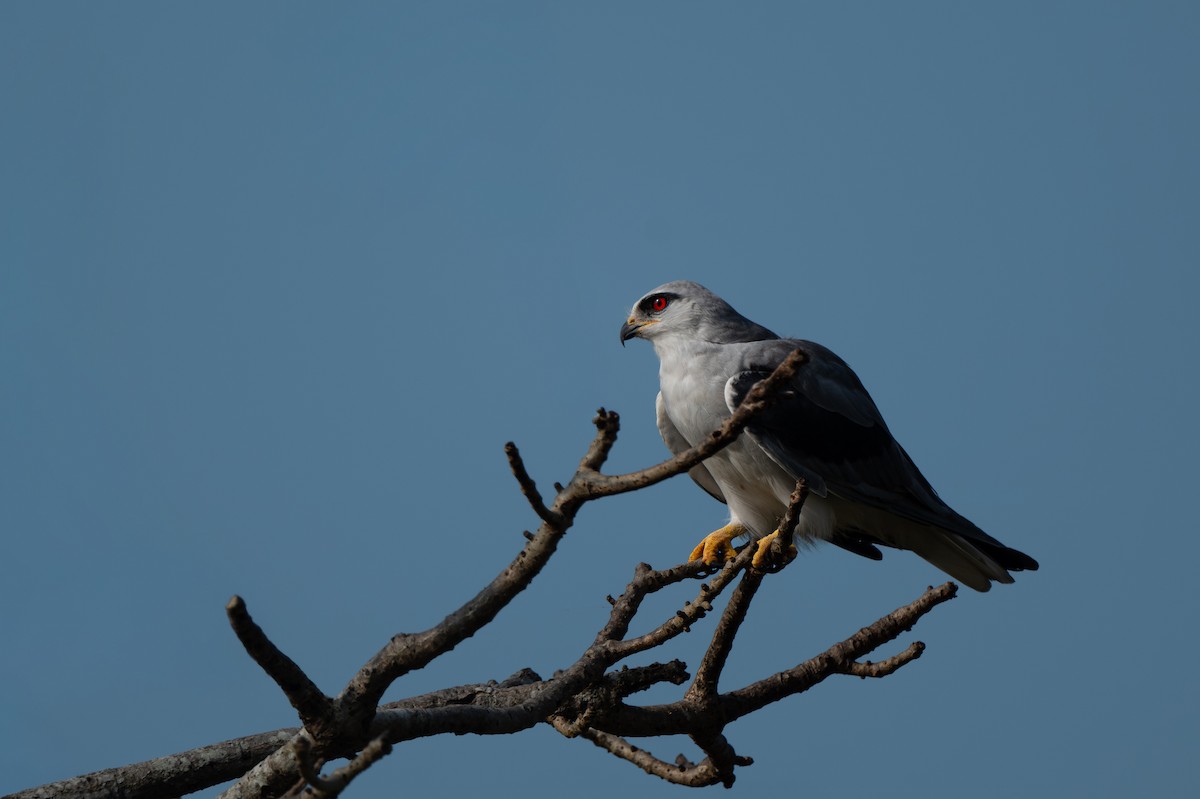 Black-winged Kite - ML644916242