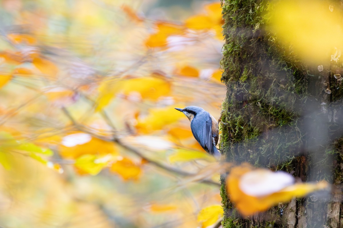 Eurasian Nuthatch - ML644916245