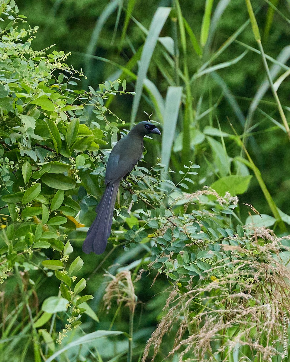 Spatelbaumelster - ML644916246