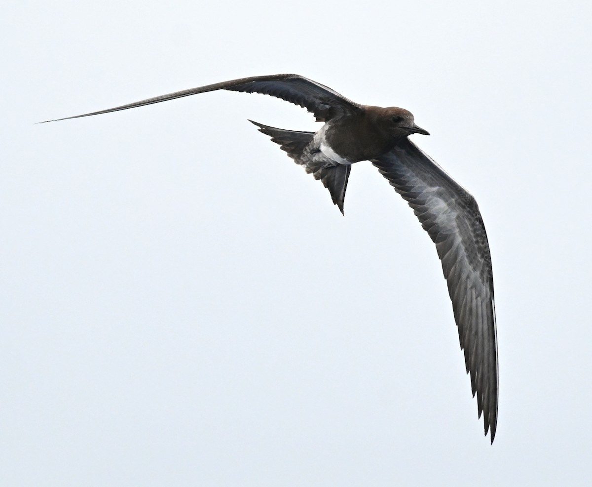 Rußseeschwalbe - ML644916247