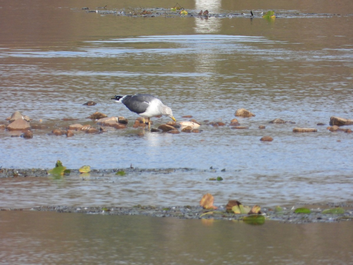 Heringsmöwe - ML644916249