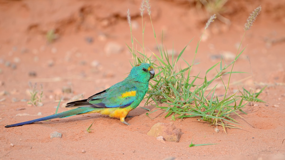 Vielfarbensittich - ML644916250