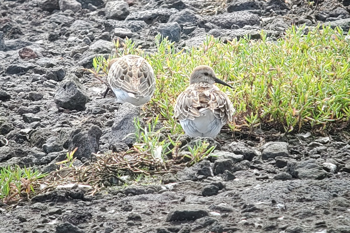 Alpenstrandläufer - ML644916251