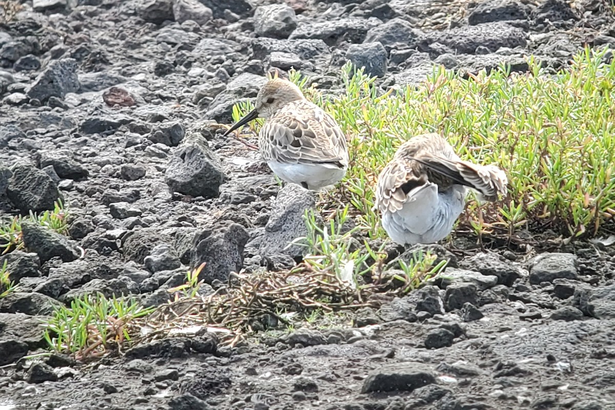 Alpenstrandläufer - ML644916252