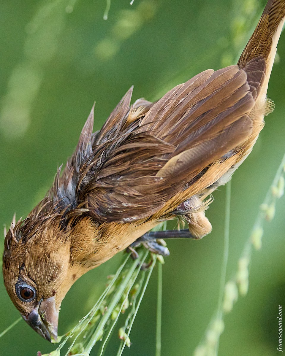 Muskatbronzemännchen - ML644916254