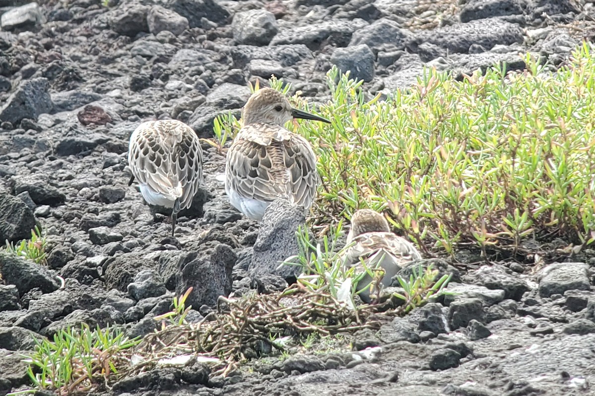 Alpenstrandläufer - ML644916256
