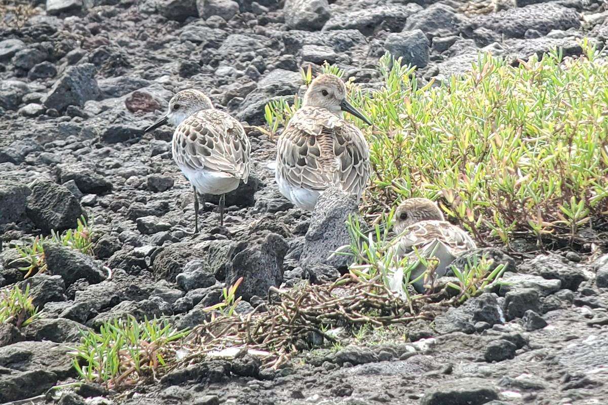 Alpenstrandläufer - ML644916257