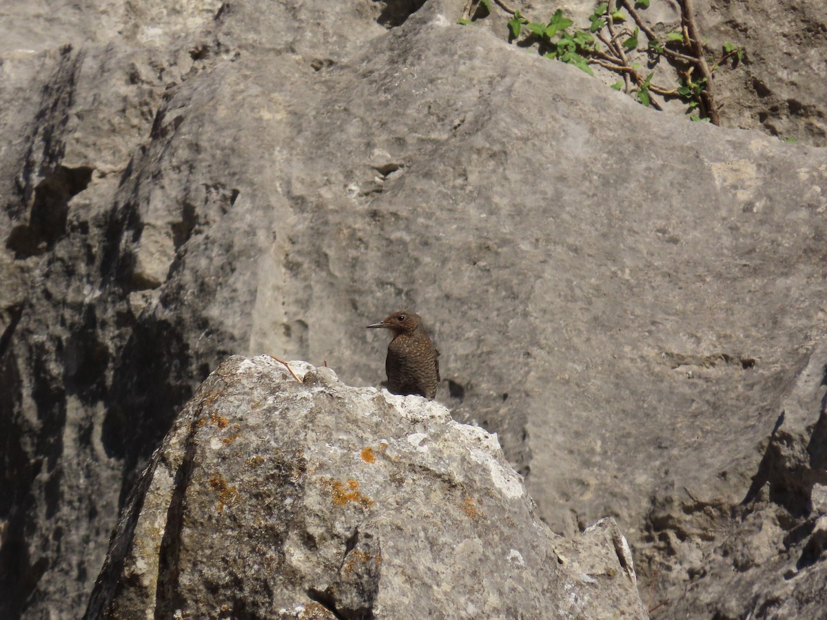 Blaumerle - ML644916258