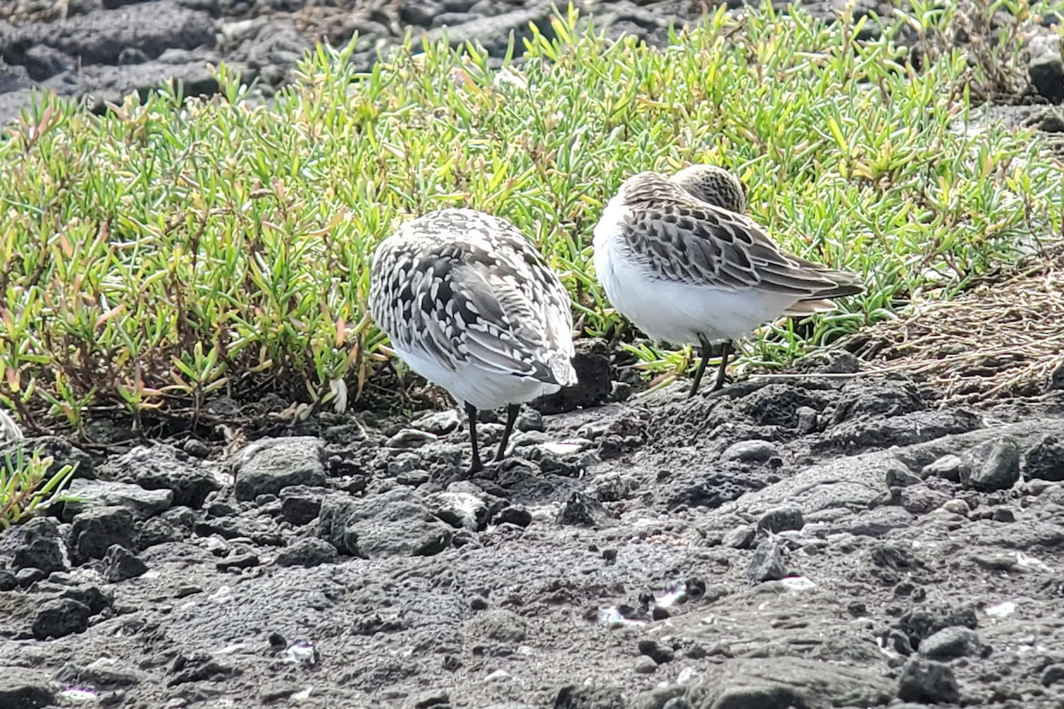 Sandstrandläufer - ML644916260