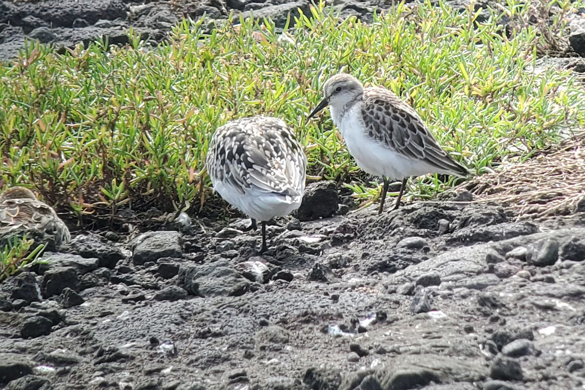 Sandstrandläufer - ML644916261