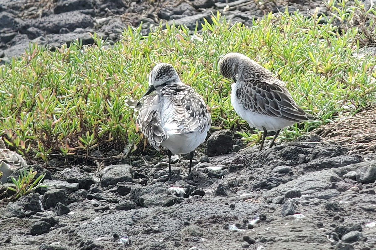Sandstrandläufer - ML644916262
