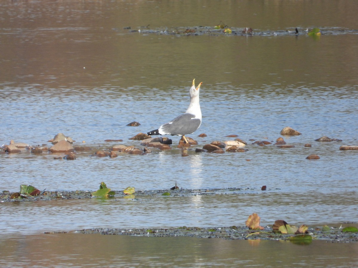 Heringsmöwe - ML644916263