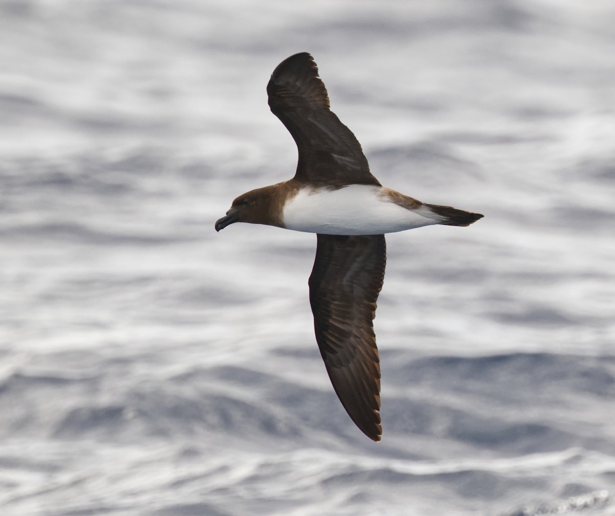 Tahitisturmvogel - ML644916264