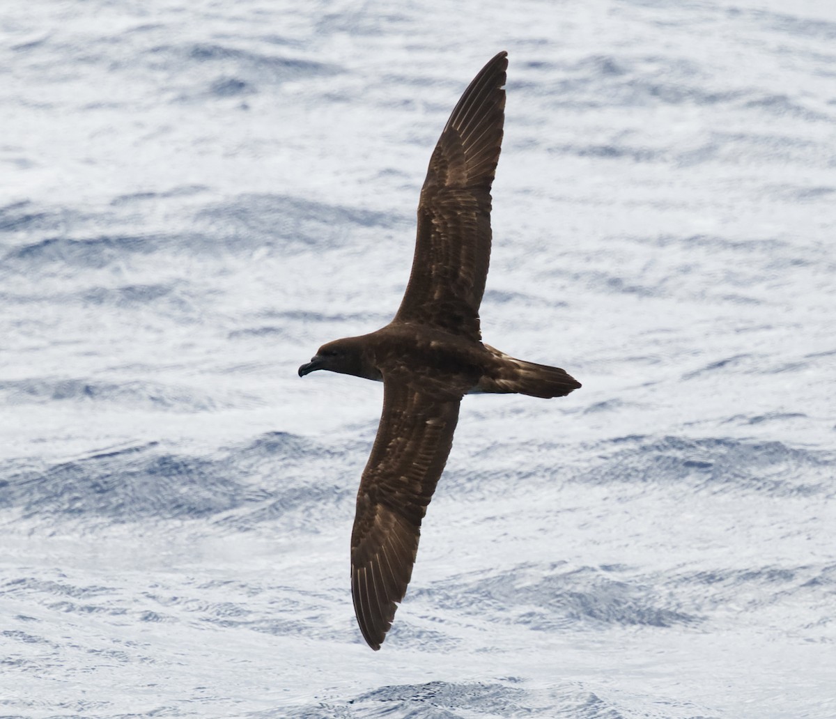 Tahitisturmvogel - ML644916267