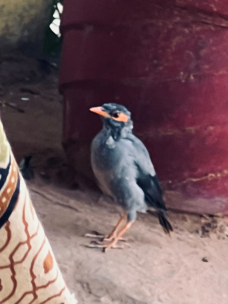 Ufermaina - ML644916268