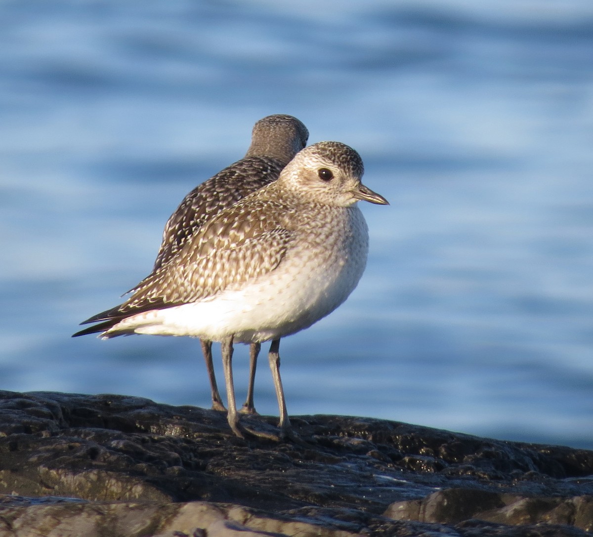 Kiebitzregenpfeifer - ML644916269