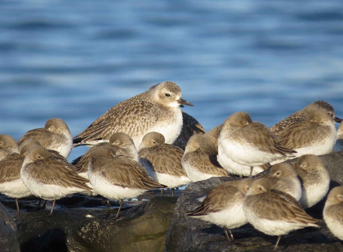 Kiebitzregenpfeifer - ML644916270