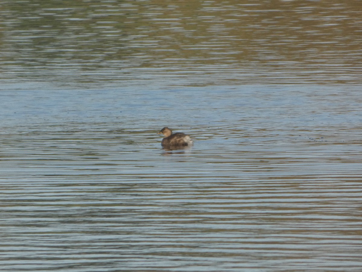 Zwergtaucher - ML644916271