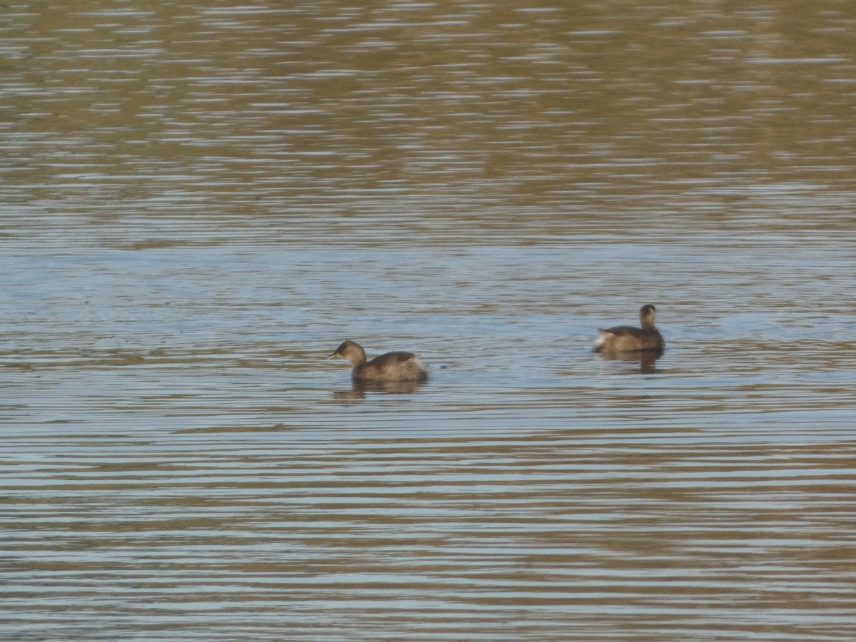 Zwergtaucher - ML644916272