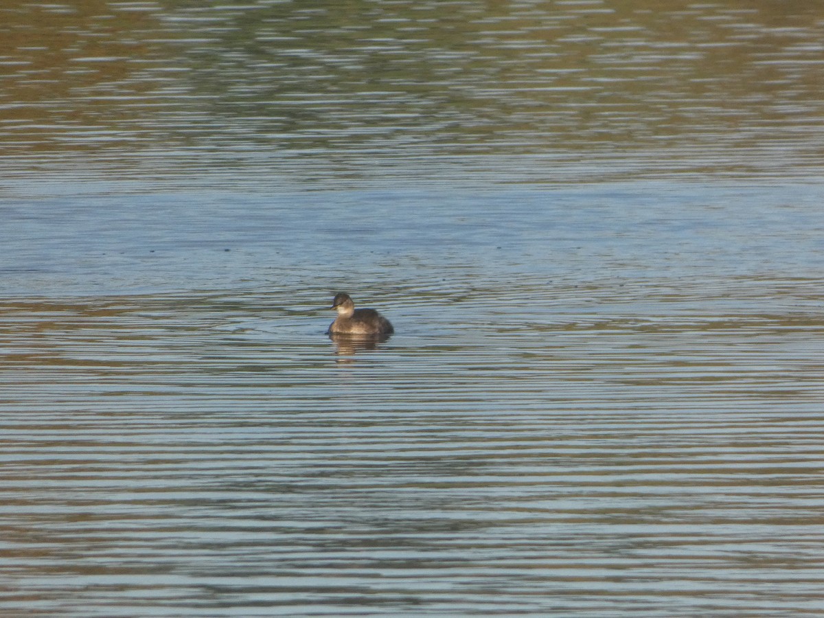 Zwergtaucher - ML644916273