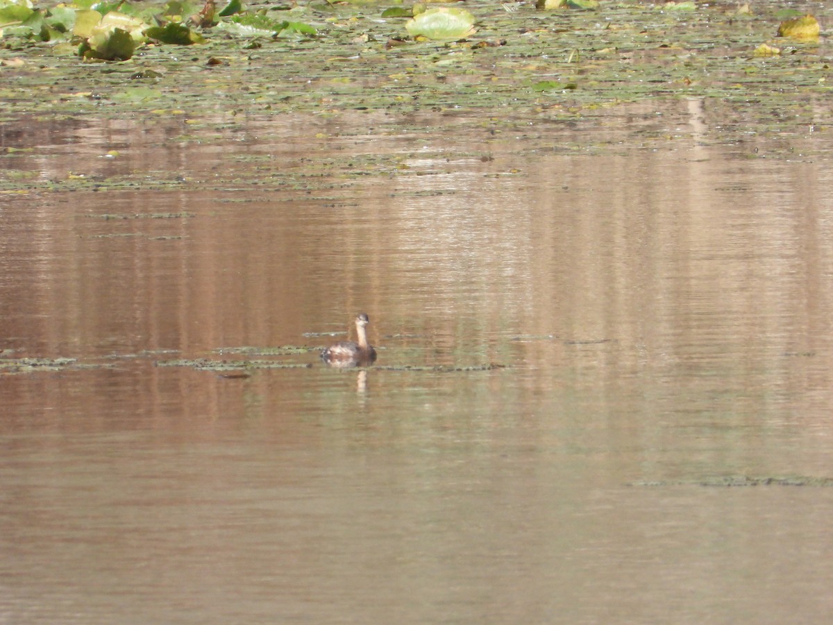 Zwergtaucher - ML644916275