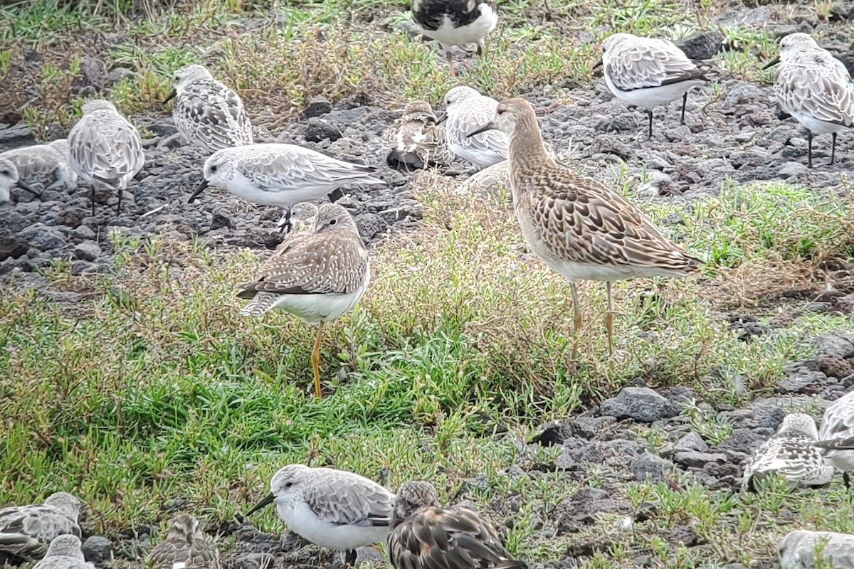 Lesser Yellowlegs - ML644916276