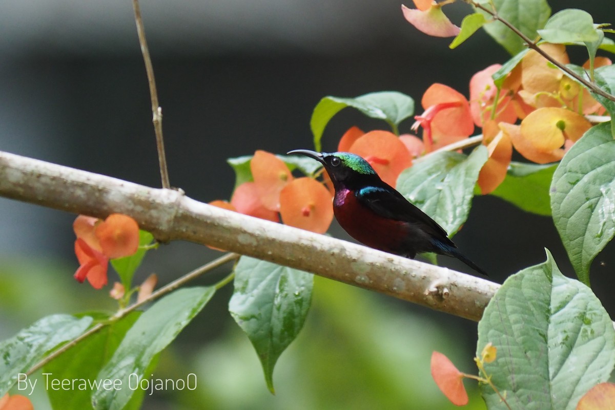 Blauglanz-Nektarvogel - ML644916280