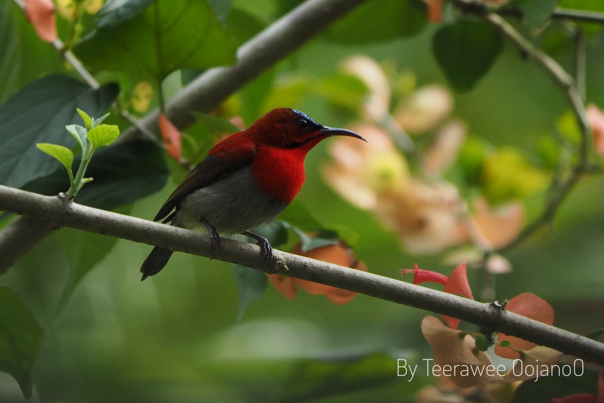 Crimson Sunbird - ML644916285