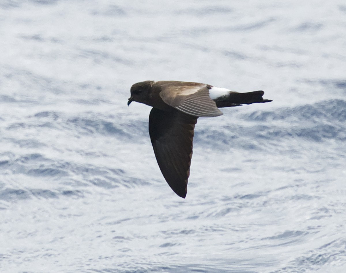 Wilson's Storm-Petrel - ML644916287