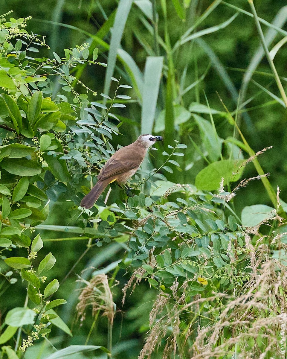 Yellow-vented Bulbul - ML644916288
