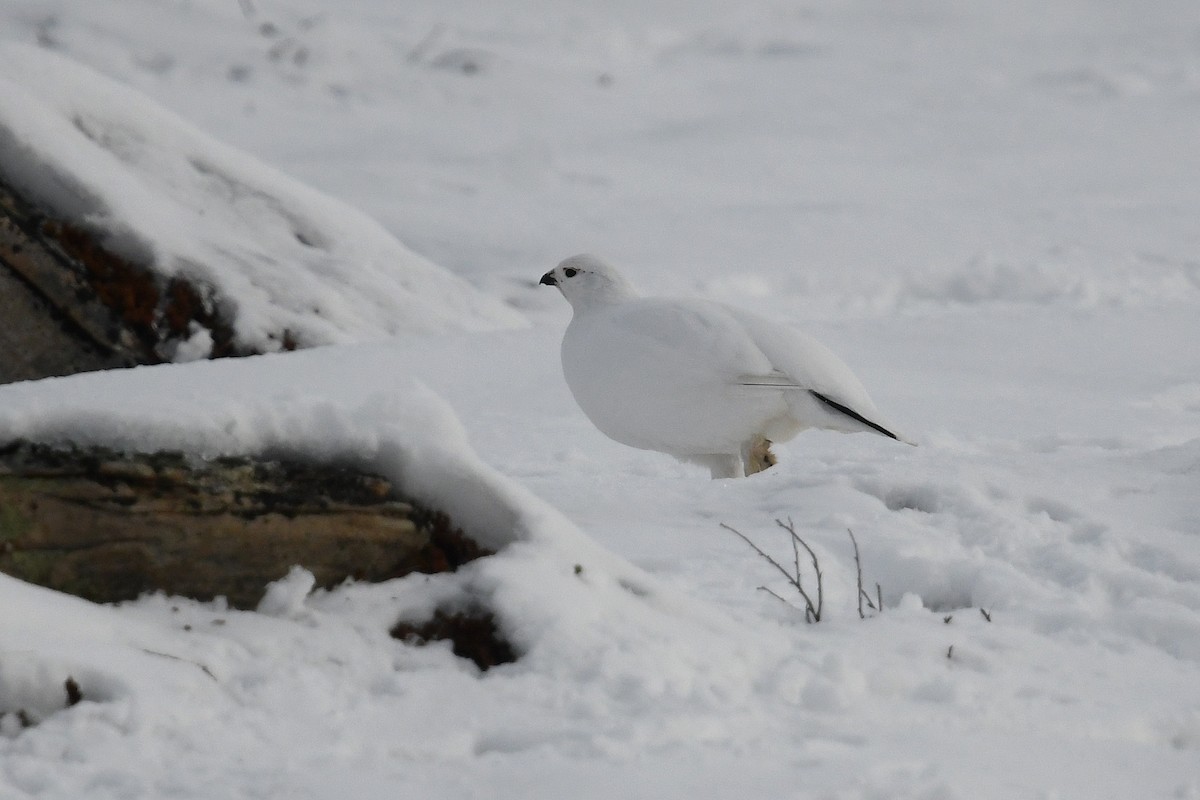 Moorschneehuhn - ML644916295