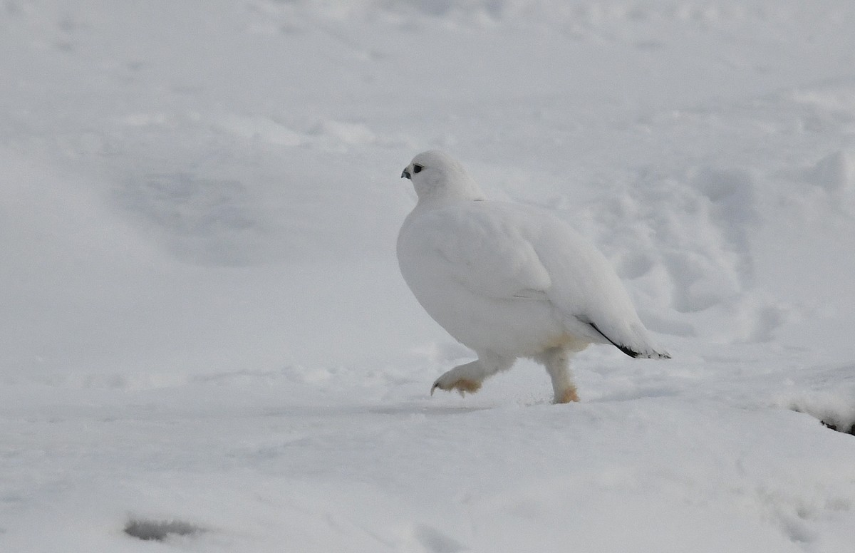 Moorschneehuhn - ML644916299