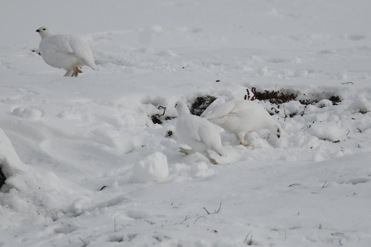 Moorschneehuhn - ML644916307