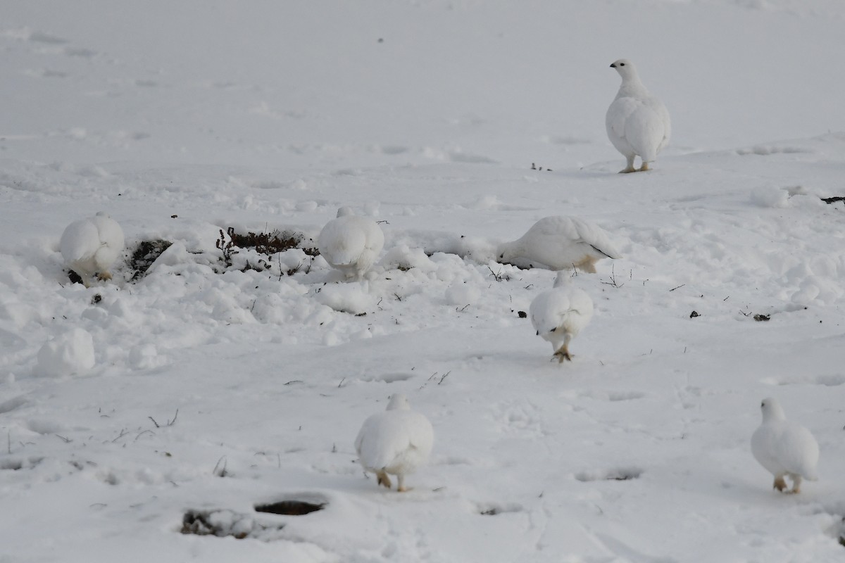 Moorschneehuhn - ML644916308