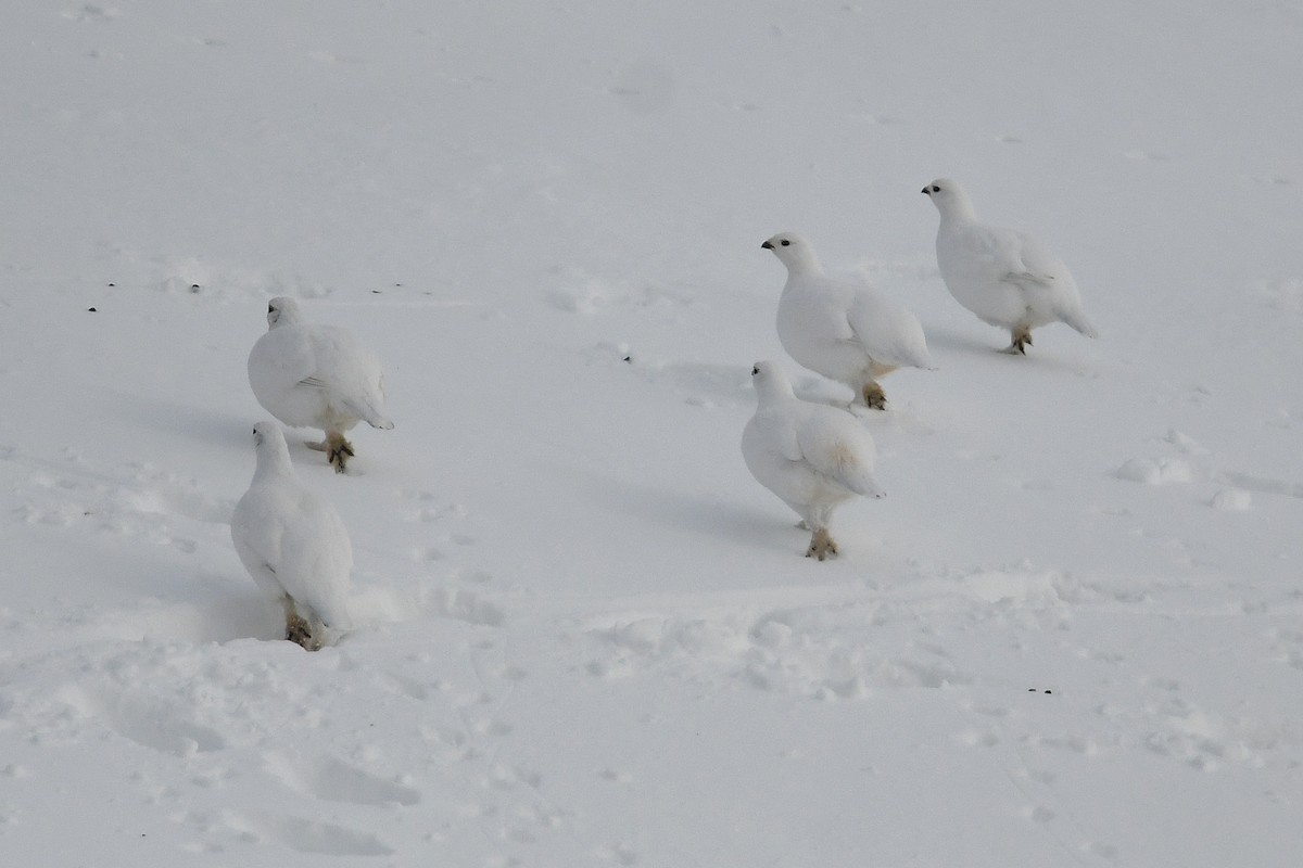 Moorschneehuhn - ML644916311