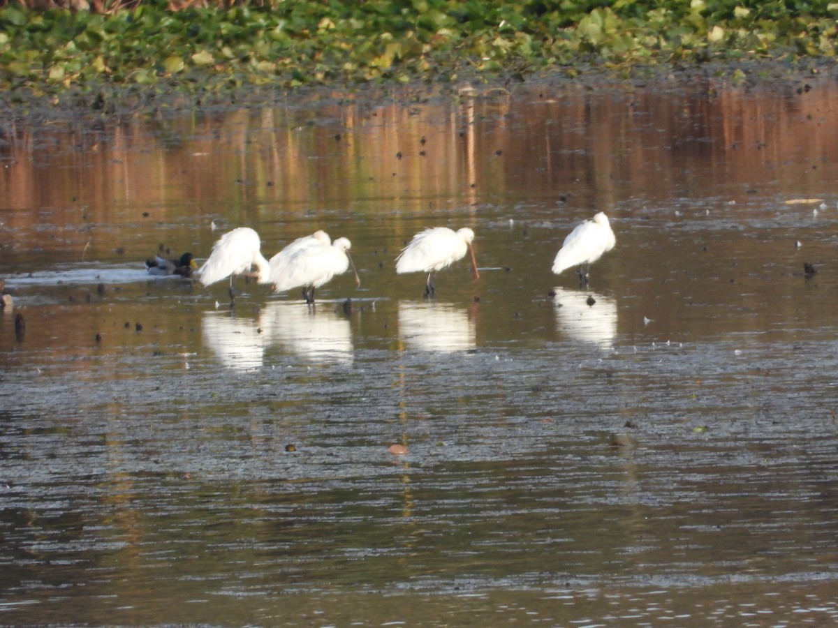 Eurasian Spoonbill - ML644916319