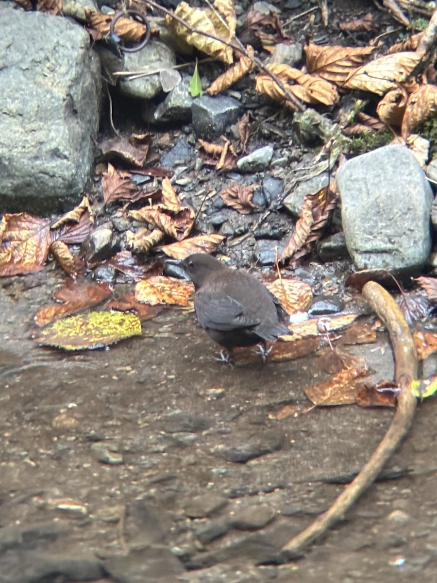 brunfossekall - ML644916339