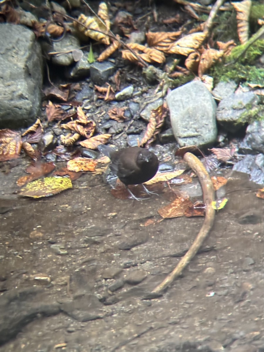 brunfossekall - ML644916340